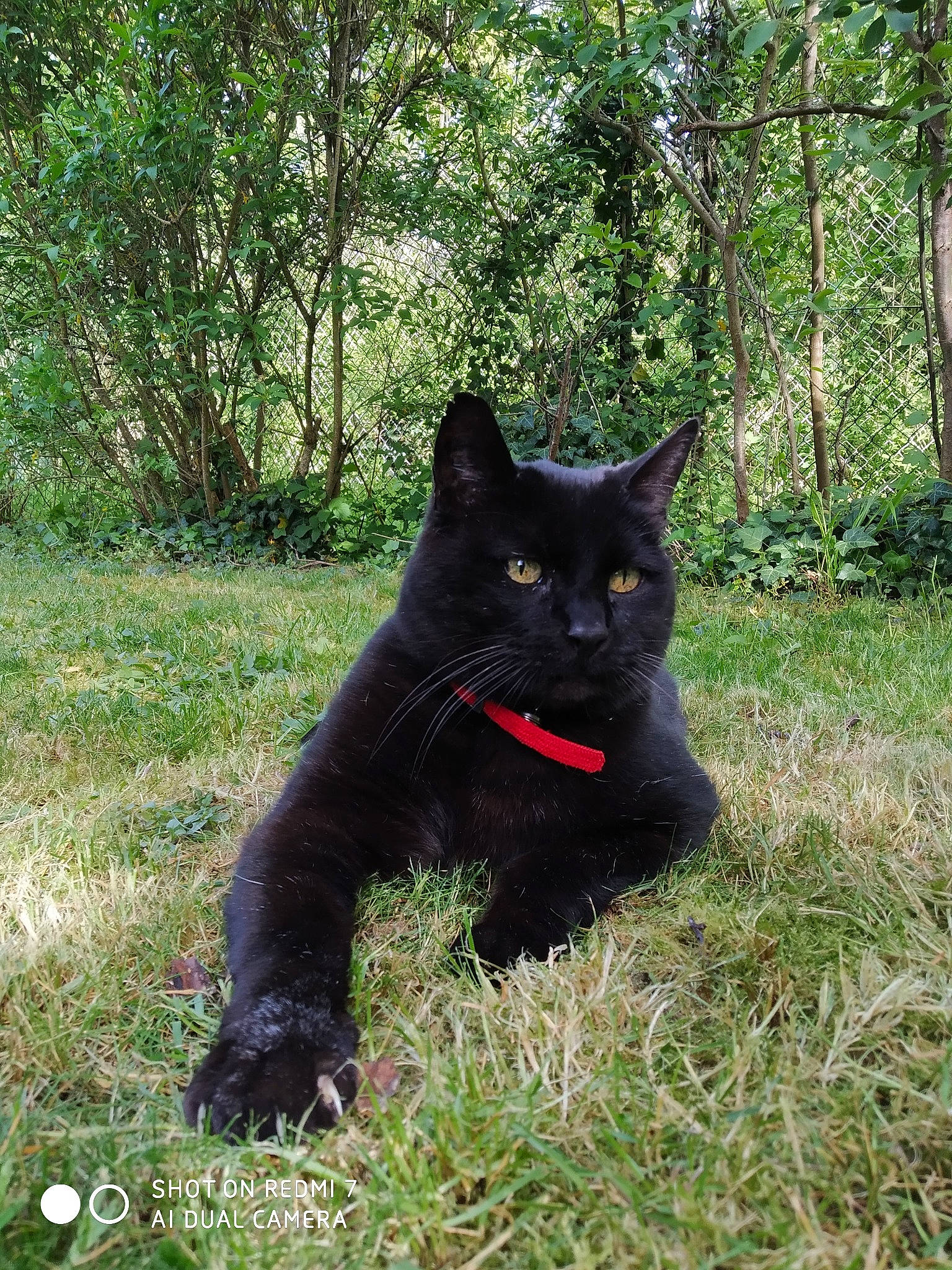 Bounty a rejoint le concours — aidez-le/la à gagner de superbes lots ! black_cat, bombay, carnivore, cat, domestic_short_haired_cat, felidae, grass, mammal, small_to_medium_sized_cats, tail, whiskers