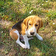 Aaron participe au concours pour gagner de l'argent avec cette photo : beagle, puppy, dog, grass, flower, outdoor, pet, animal, nature, young, cute, sitting, sunlight, brown, white, black, ears, snout, fur, canine