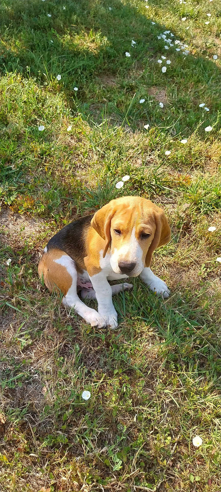 Aaron participe au concours pour gagner de l'argent avec cette photo : beagle, puppy, dog, grass, flower, outdoor, pet, animal, nature, young, cute, sitting, sunlight, brown, white, black, ears, snout, fur, canine