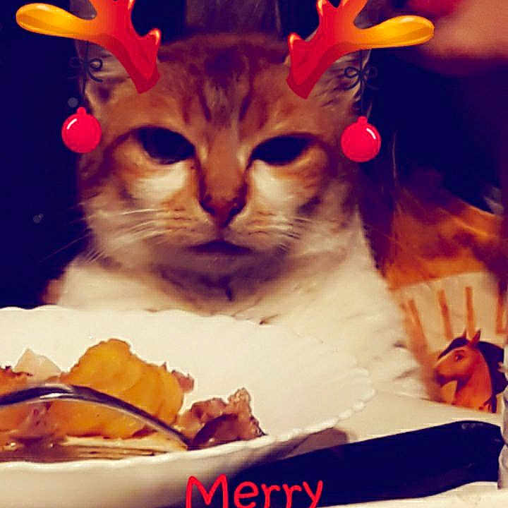 Caramel