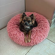 Vicky participe au concours pour gagner de l'argent avec cette photo : dog, small_dog, pet_bed, pink_bed, fluffy, indoor, floor, tile_floor, wall, corner, pet, animal, cute, resting, relaxed, looking, ears, fur, paws, domestic_animal