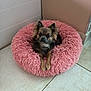 dog, small_dog, pet_bed, pink_bed, fluffy, indoor, floor, tile_floor, wall, corner, pet, animal, cute, resting, relaxed, looking, ears, fur, paws, domestic_animal
