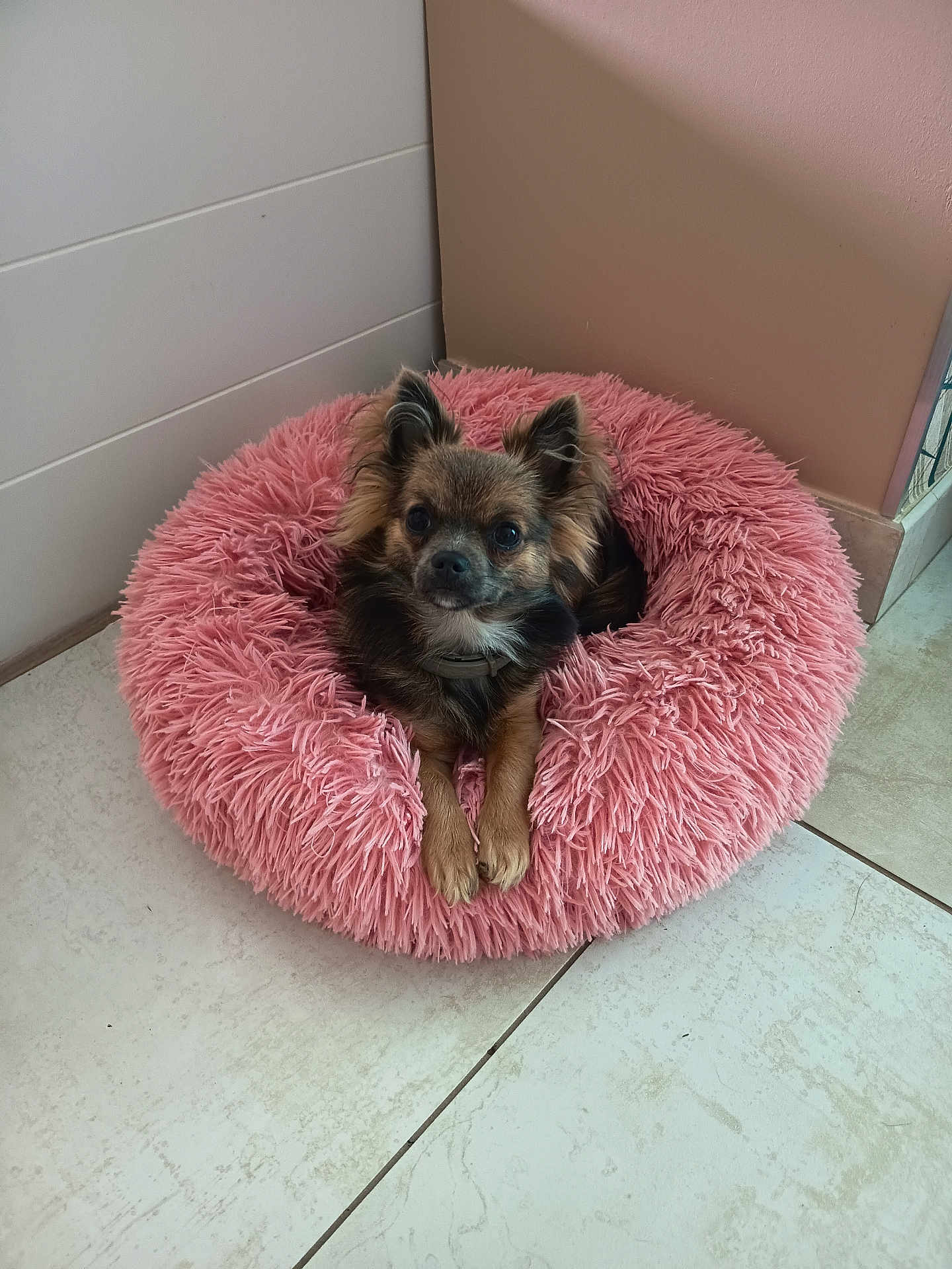 Vicky participe au concours pour gagner de l'argent avec cette photo : dog, small_dog, pet_bed, pink_bed, fluffy, indoor, floor, tile_floor, wall, corner, pet, animal, cute, resting, relaxed, looking, ears, fur, paws, domestic_animal