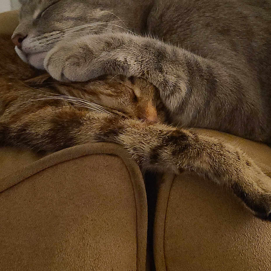 Puma And Fila joined the competition — help win amazing prizes! abyssinian, animal, architecture, armchair, building, cat, chair, couch, cushion, furniture, hardwood, homedecor, indoors, interiordesign, kitten, manx, person, pet, sleeping, wood