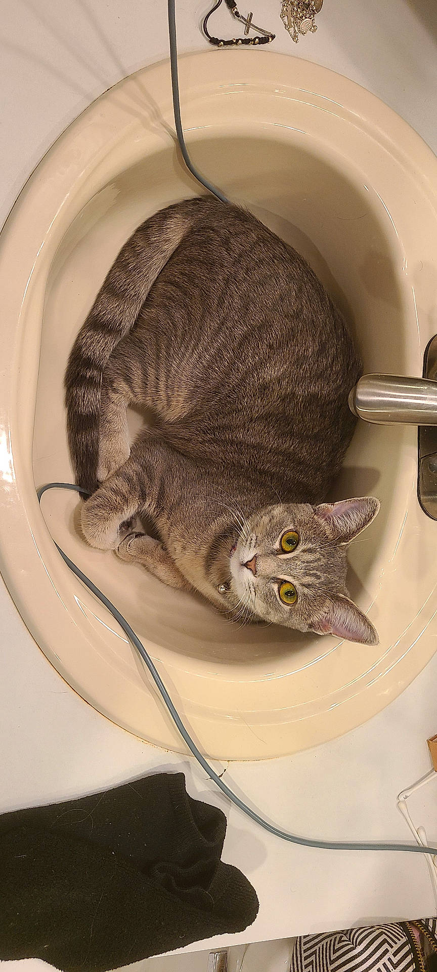 Puma And Fila joined the competition — help win amazing prizes! abyssinian, alloywheel, animal, bathing, bathtub, car, carwheel, cat, hardwood, kitten, machine, manx, person, pet, sink, spoke, tire, transportation, tub, wood