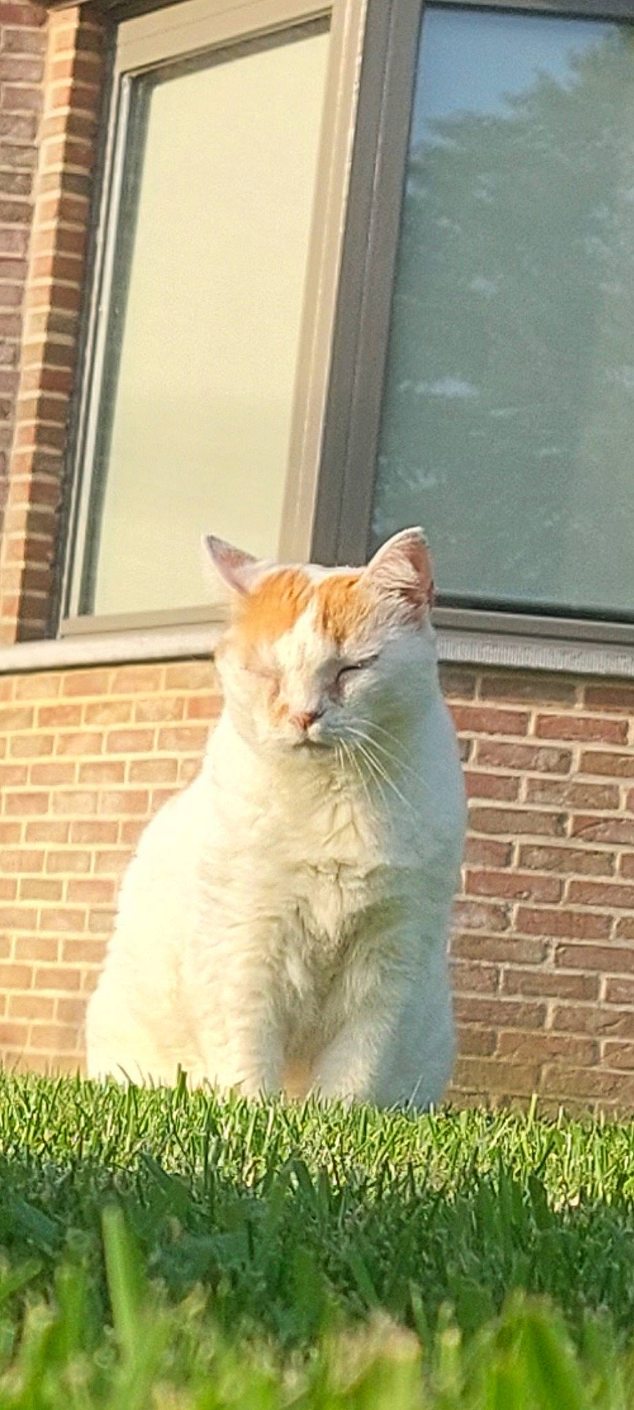 Tigrou a rejoint le concours — aidez-le/la à gagner de superbes lots ! brick, brickwork, carnivore, cat, domestic_short_haired_cat, door, eye, fawn, felidae, fixture, fur, grass, plant, small_to_medium_sized_cats, snout, tail, terrestrial_animal, whiskers, window, wood