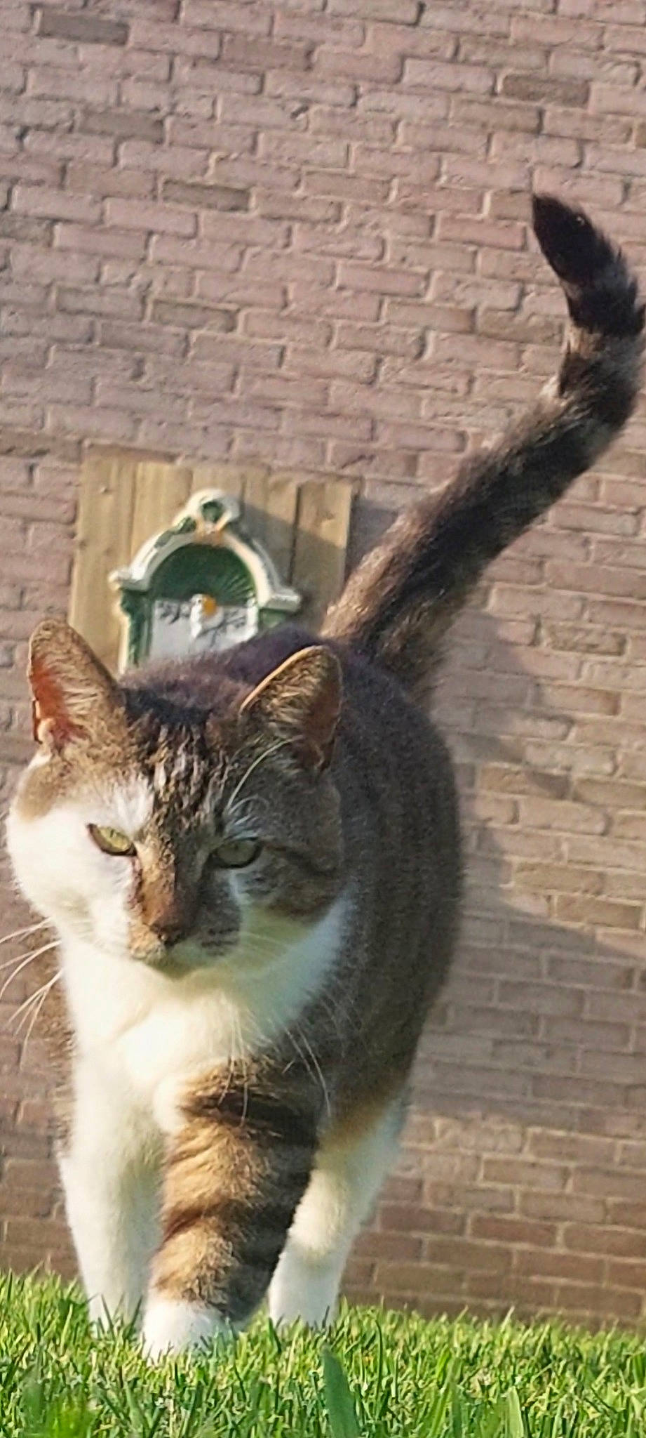 Fripouille participe au concours pour gagner de l'argent avec cette photo : brick, brickwork, carnivore, cat, domestic_short_haired_cat, door, felidae, flowerpot, fur, grass, houseplant, natural_material, pet_supply, plant, small_to_medium_sized_cats, snout, tail, wall, whiskers, window