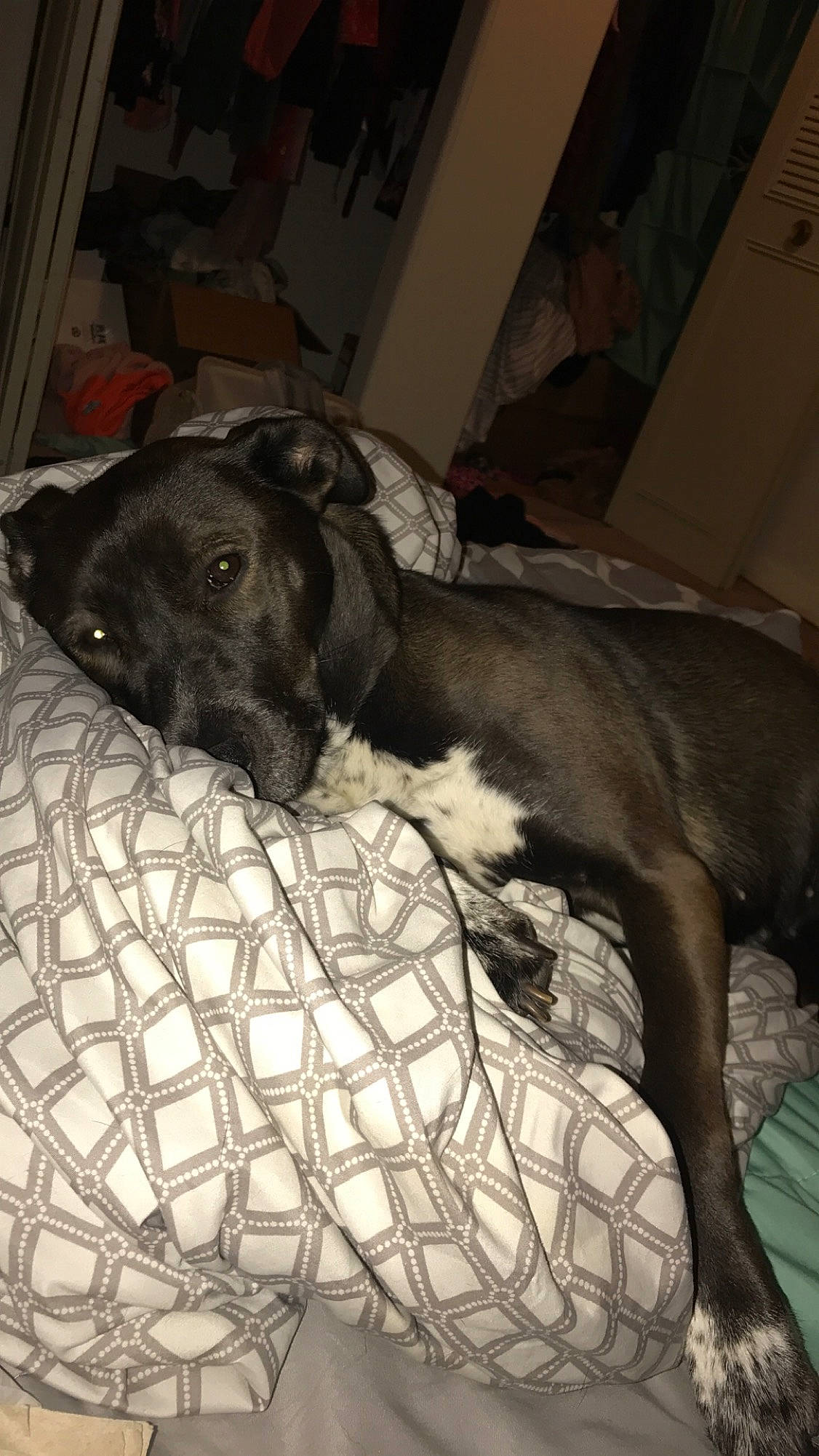 Ireland joined the competition — help win amazing prizes! american_pit_bull_terrier, canidae, carnivore, dog, dog_breed, fawn, non_sporting_group, snout, sporting_group