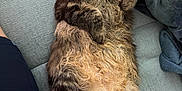 Wolf a rejoint le concours — aidez-le/la à gagner de superbes lots ! blanket, cat, closeup, companion, couch, cozy, domestic_cat, feline, fluffy, fur, indoor, paws, pet, relaxed, resting, sleeping, soft, tabby, tail, whiskers