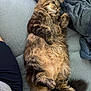 blanket, cat, closeup, companion, couch, cozy, domestic_cat, feline, fluffy, fur, indoor, paws, pet, relaxed, resting, sleeping, soft, tabby, tail, whiskers