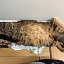 Wolf participe au concours pour gagner de l'argent avec cette photo : animal, cat, corner, cozy, cute, domestic, feline, fluffy, fur, indoor, lying_down, paw, pet, plastic_bag, relaxed, resting, sleepy, stretching, tabby, wooden_floor