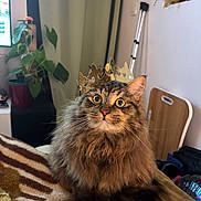 Wolf a rejoint le concours — aidez-le/la à gagner de superbes lots ! animal, blanket, brown_fur, cat, cozy, crown, ears, fluffy, furniture, green_eyes, houseplant, indoors, living_room, long_hair, pet, portrait, sitting, tabby, tail, whiskers