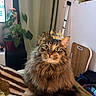 animal, blanket, brown_fur, cat, cozy, crown, ears, fluffy, furniture, green_eyes, houseplant, indoors, living_room, long_hair, pet, portrait, sitting, tabby, tail, whiskers