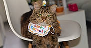 Wolf a rejoint le concours — aidez-le/la à gagner de superbes lots ! animal, bib, birthday, cat, celebration, chair, closeup, feline, fur, green_eyes, happy_birthday, home, indoor, party, pet, portrait, sitting, striped_fur, tabby_cat, whiskers