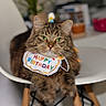 animal, bib, birthday, cat, celebration, chair, closeup, feline, fur, green_eyes, happy_birthday, home, indoor, party, pet, portrait, sitting, striped_fur, tabby_cat, whiskers