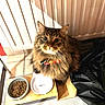 Wolf a rejoint le concours — aidez-le/la à gagner de superbes lots ! animal, black_fabric, cat, cat_food, collar, feeding_station, festive, floor, fluffy, food_bowl, home, indoors, kibble, long_hair, looking_at_camera, pet, portrait, radiator, tabby_cat, wooden_platform