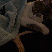 Tilly is registered to the contest to win money with this photo: animal, blanket, cat, comfort, cozy, cute, dark, fur, indoor, paw, peaceful, pet, relaxation, resting, sleeping, snuggled, soft, tabby, warm, white