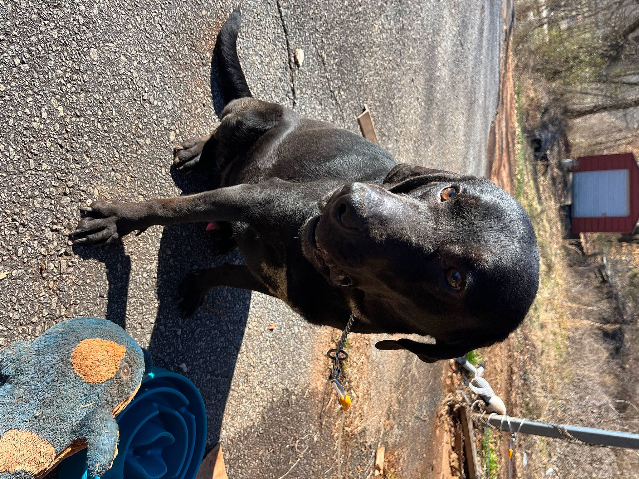 Droopy is registered to the contest to win money with this photo: adventure, canidae, carnivore, collar, dog, dog_breed, dog_collar, fawn, guard_dog, non_sporting_group, pack_animal, road_surface, rock, sculpture, shadow, snout, sporting_group, terrestrial_animal, window, working_animal