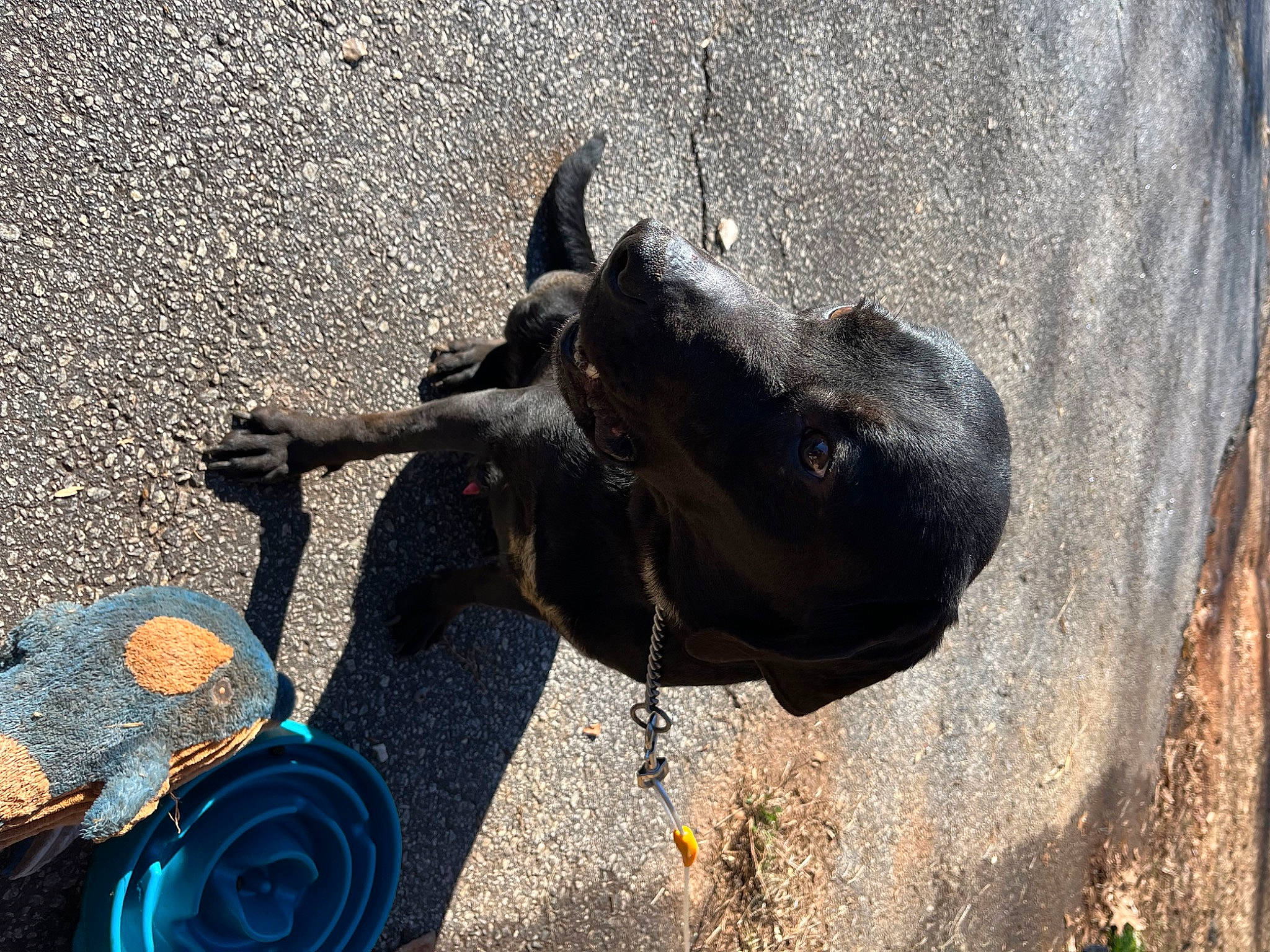 Droopy joined the competition — help win amazing prizes! asphalt, concrete, dog, dog_breed, dog_collar, fashion_accessory, fawn, guard_dog, leash, road_surface, shadow, sidewalk, snout, soil, tail, terrestrial_animal, wood, working_animal