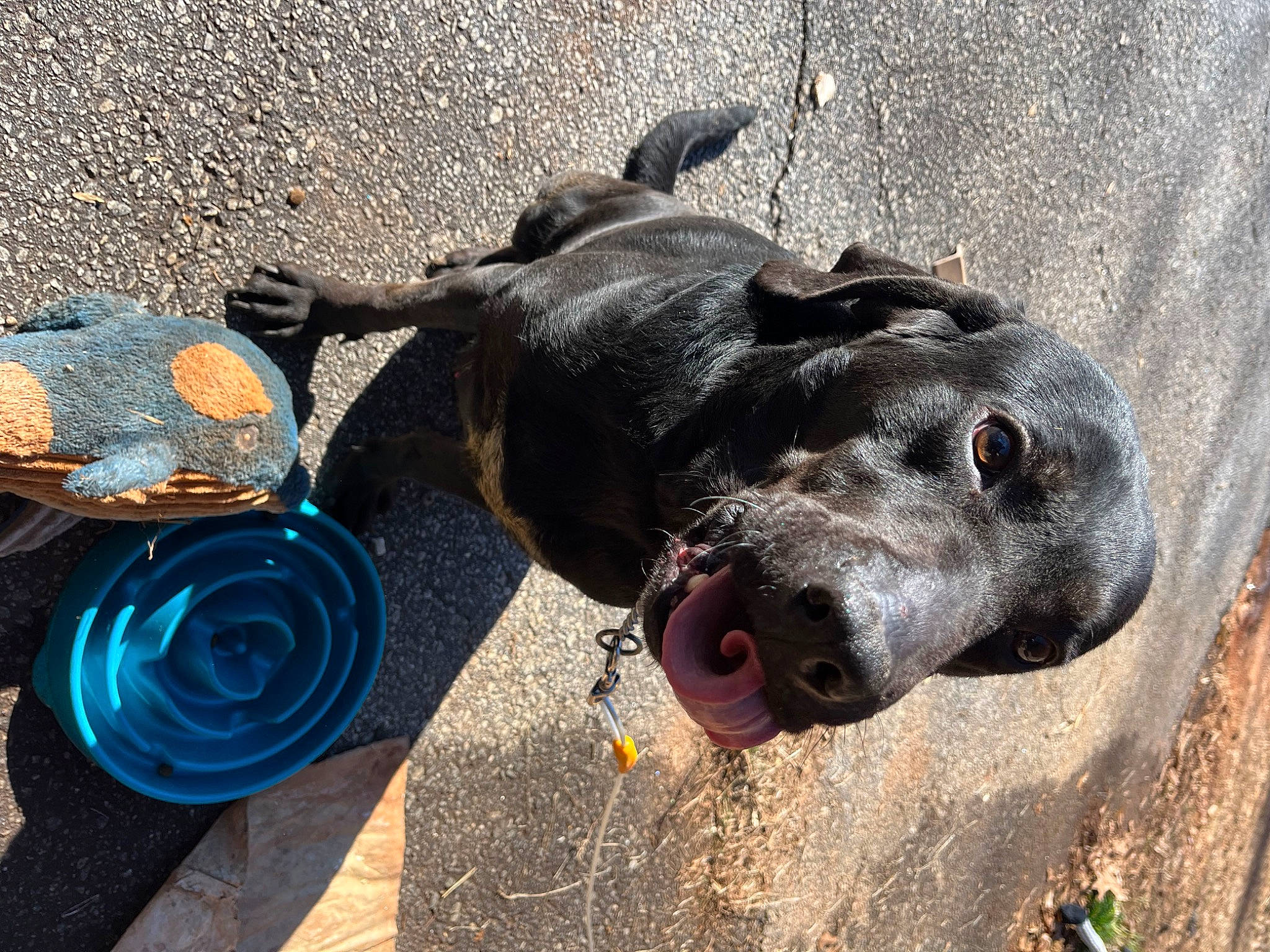 Droopy joined the competition — help win amazing prizes! asphalt, canidae, carnivore, collar, companion_dog, dog, dog_breed, dog_collar, dog_supply, electric_blue, fashion_accessory, fawn, guard_dog, leash, pet_supply, road_surface, sand, sidewalk, street_dog, working_animal