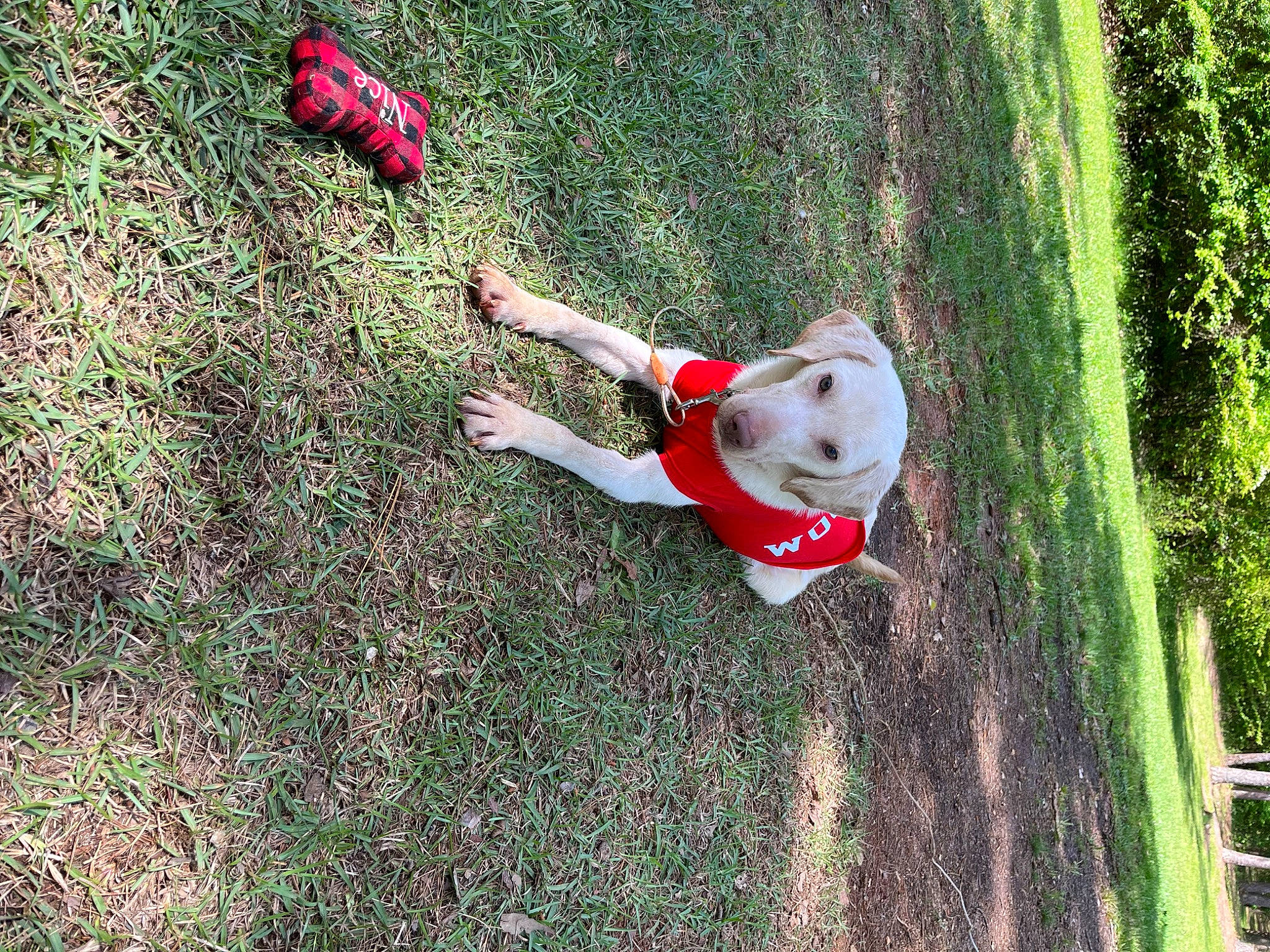 Ollie joined the competition — help win amazing prizes! carmine, companion_dog, fun, grass, grass_family, grassland, green, groundcover, happy, lawn, lawn_ornament, leisure, people_in_nature, plant, recreation, shrub, toy, tree, trunk, wood