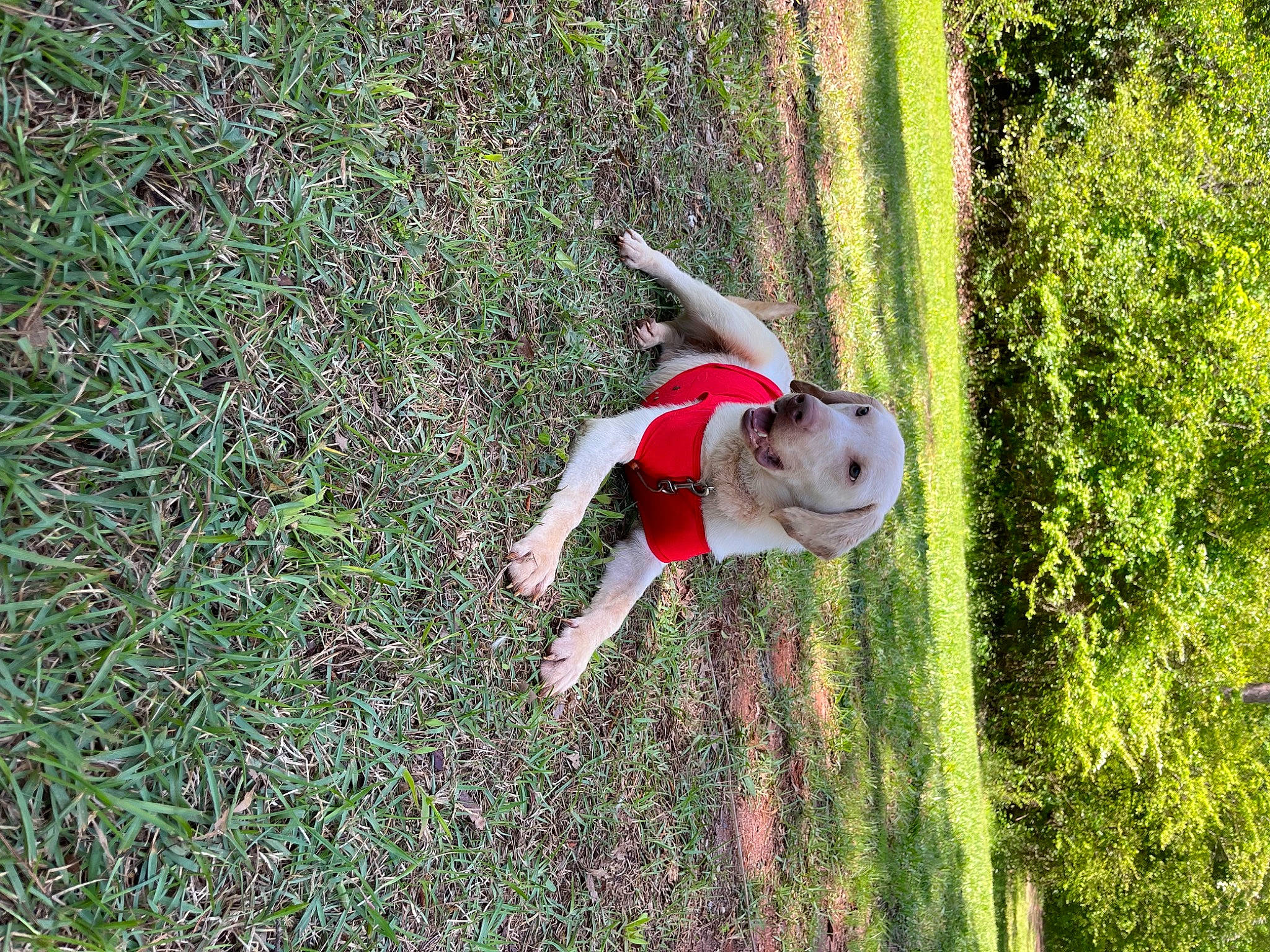 Ollie is registered to the contest to win money with this photo: adventure, balance, fun, garden, grass, grass_family, groundcover, happy, landscape, lawn, leisure, people_in_nature, plant, recreation, shrub, soil, terrestrial_plant, toddler, tree, vegetation