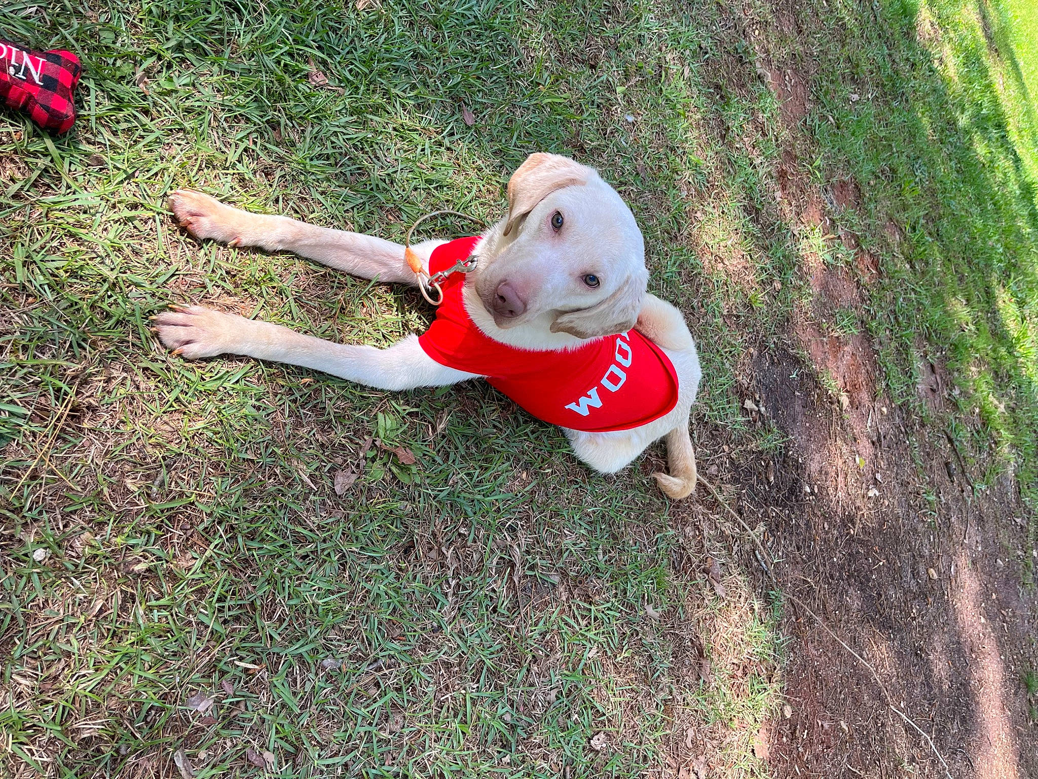 Ollie is registered to the contest to win money with this photo: ball, canidae, carmine, dog_breed, flooring, football, fun, grass, grassland, happy, lawn_ornament, leisure, people_in_nature, plant, shrub, sporting_group, stuffed_toy, teddy_bear, toy, tree