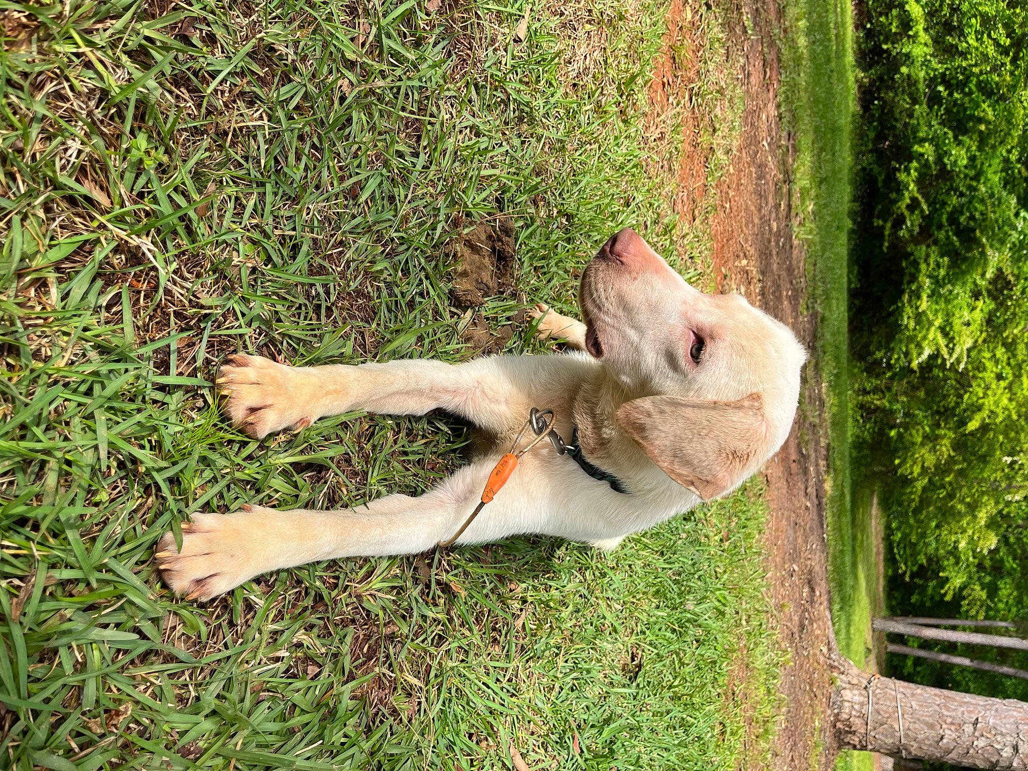 Ollie is registered to the contest to win money with this photo: carnivore, companion_dog, dog, dog_breed, eye, fawn, felidae, grass, grass_family, groundcover, lawn, plant, small_to_medium_sized_cats, snout, tail, terrestrial_animal, tree, trunk, wood, working_animal