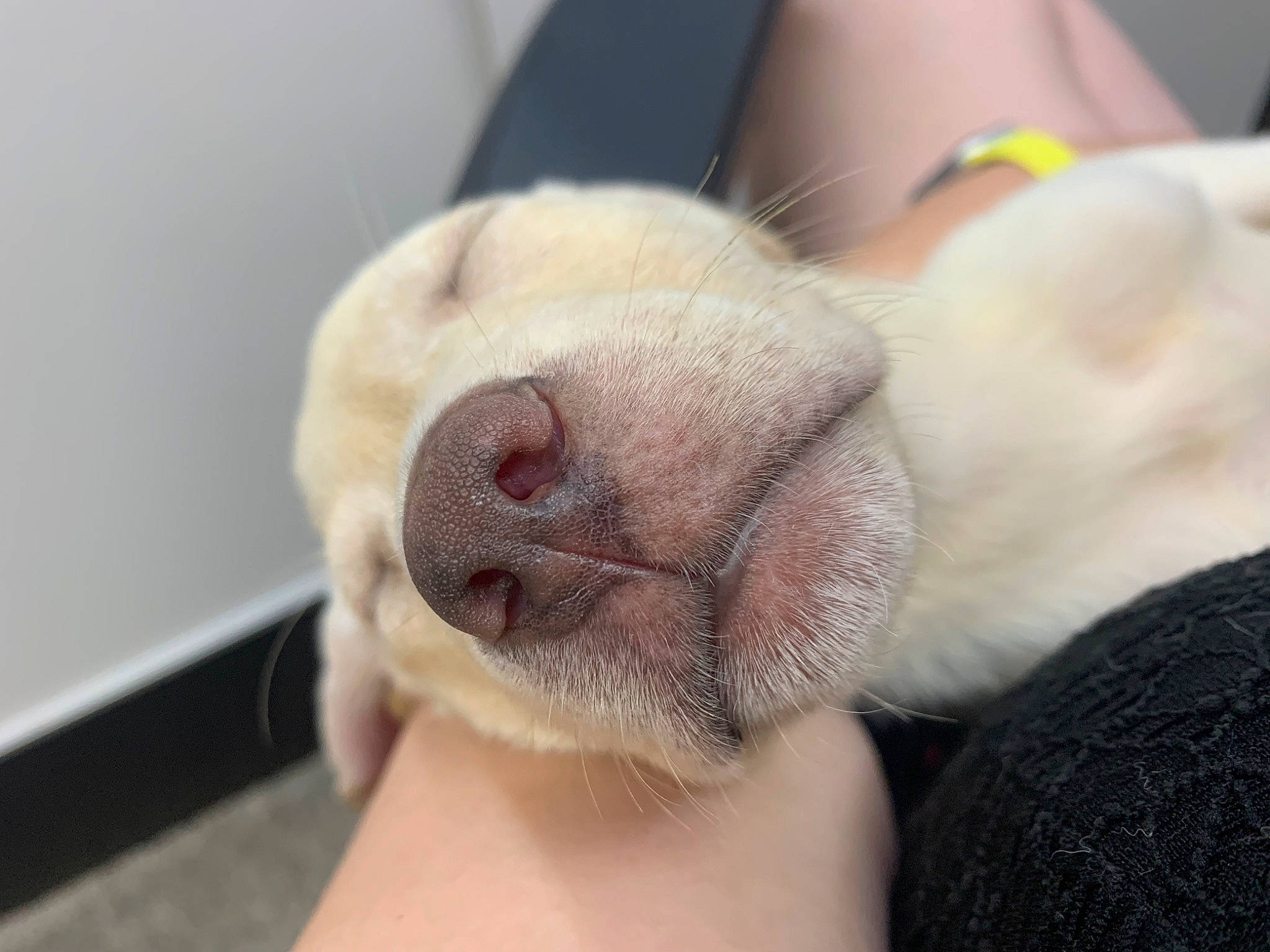 Ollie is registered to the contest to win money with this photo: carnivore, comfort, companion_dog, dog, dog_breed, ear, eye, fawn, felidae, foot, fur, gesture, head, nail, paw, small_to_medium_sized_cats, snout, sporting_group, whiskers, wrinkle