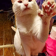 Marie joined the competition — help win amazing prizes! animal, cat, closeup, clothes, curious, cute, domestic, feline, fur, home, indoor, orange_cat, paw, pet, sitting, stool, textile, whiskers, white_cat, wooden_floor