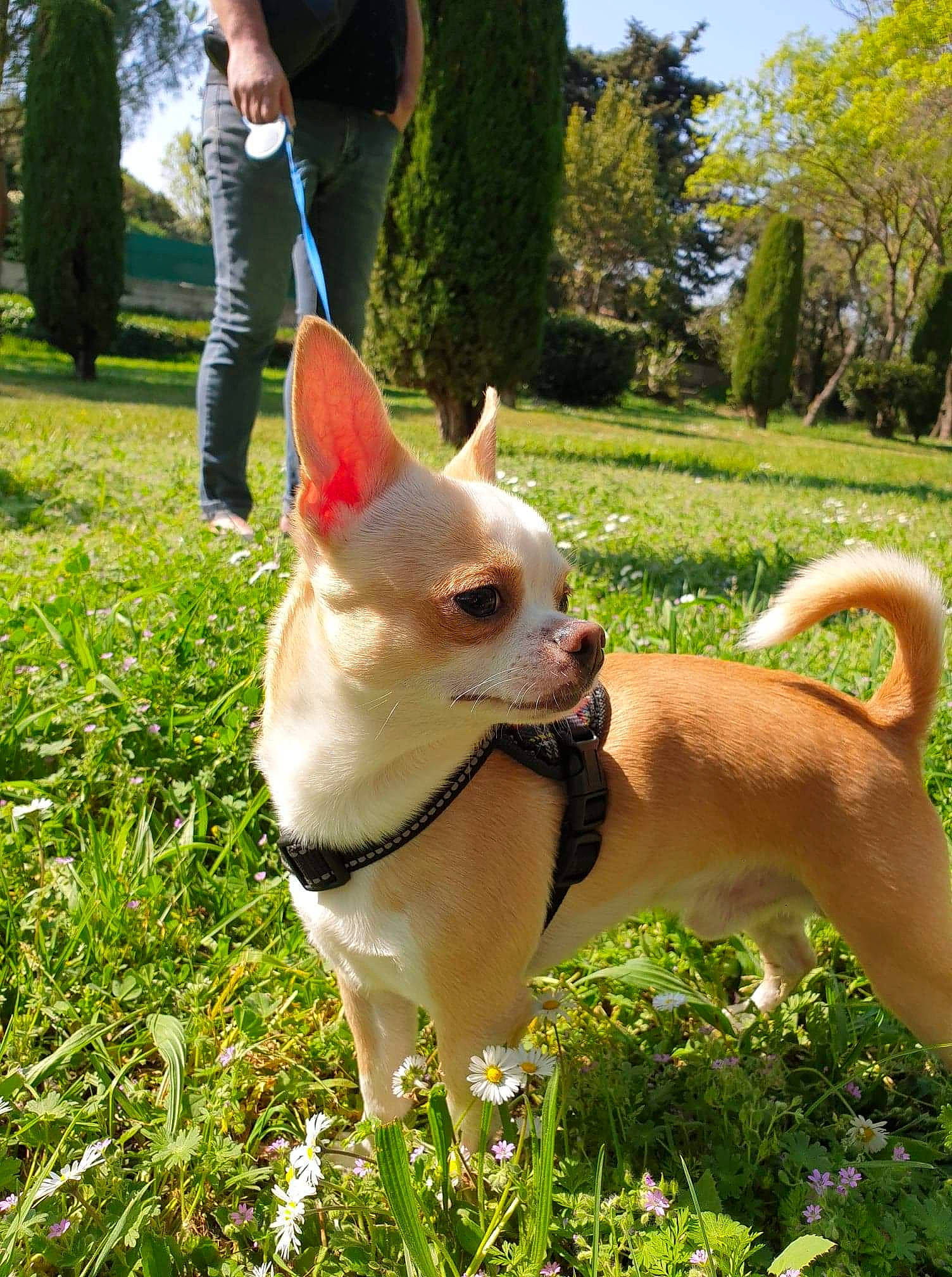 Noucky participe au concours pour gagner de l'argent avec cette photo : canidae, carnivore, carolina_dog, chihuahua, companion_dog, corgi_chihuahua, dog, dog_breed, ear, fawn, grass, mammal, norwegian_buhund, plant, snout, tail, toy_dog, vertebrate