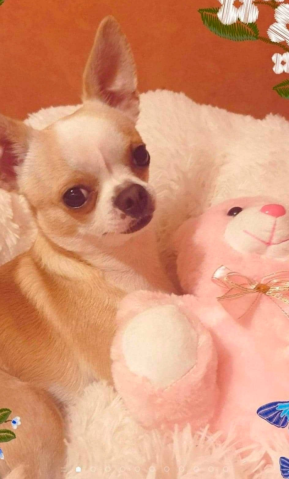 Noucky participe au concours pour gagner de l'argent avec cette photo : ancient_dog_breeds, canidae, carnivore, chihuahua, companion_dog, dog, dog_breed, ear, fawn, mammal, puppy, puppy_love, snout, toy_dog, vertebrate