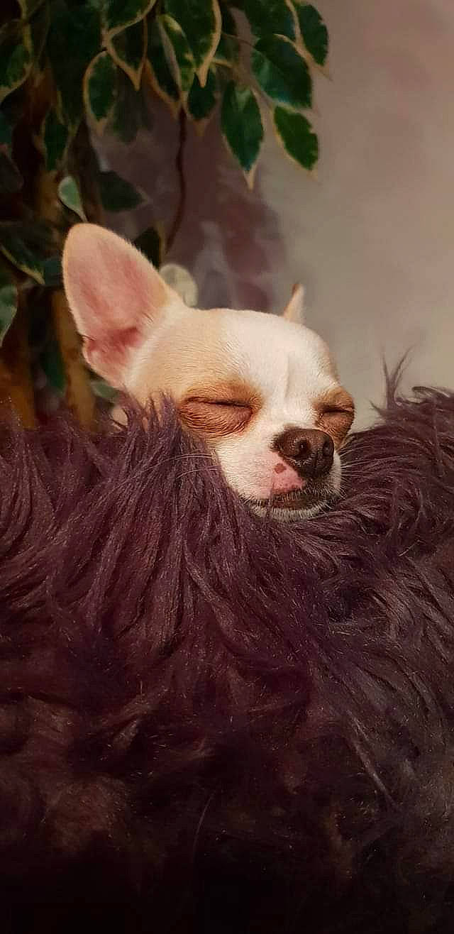 Noucky a rejoint le concours — aidez-le/la à gagner de superbes lots ! canidae, carnivore, close_up, companion_dog, dog, dog_breed, ear, eye, fawn, mammal, nose, organ, puppy, skin, snout, toy_dog, vertebrate, whiskers