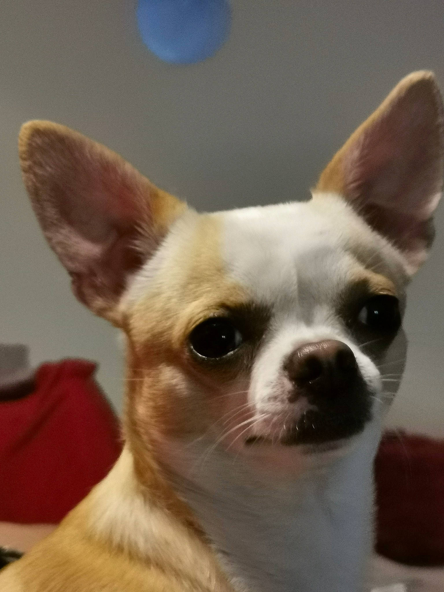 Noucky participe au concours pour gagner de l'argent avec cette photo : ancient_dog_breeds, canidae, carnivore, chihuahua, companion_dog, corgi_chihuahua, dog, dog_breed, ear, eye, fawn, head, mammal, nose, puppy, snout, toy_dog, vertebrate, whiskers