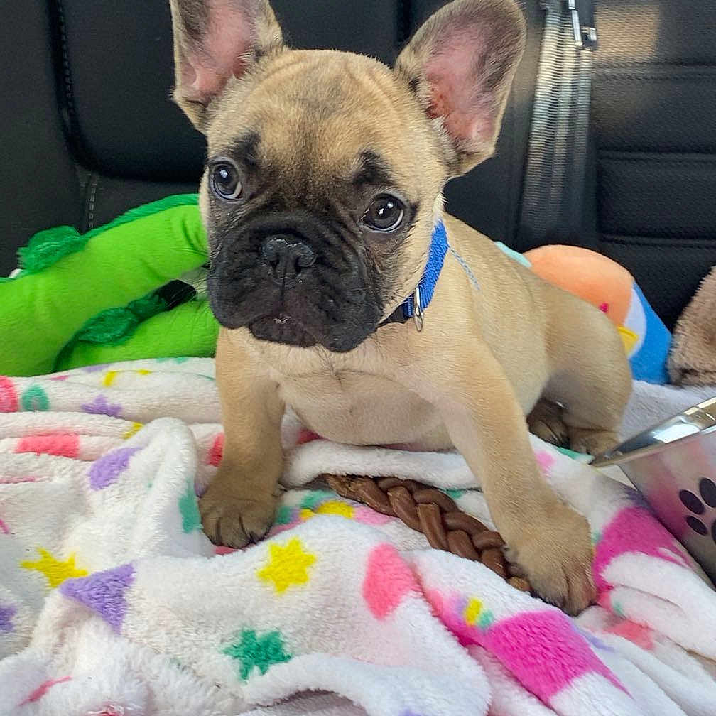 Chrono is registered to the contest to win money with this photo: animal, blanket, car_seat, collar, companion, cute, dog, ears, french_bulldog, fur, indoor, paw, pet, puppy, resting, seatbelt, snout, toy, travel, young
