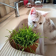 éliot participe au concours pour gagner de l'argent avec cette photo : cat, grass, plant, pot, sink, kitchen, faucet, dish_rack, tile_wall, domestic, curious, white_cat, beige_cat, indoor, green, pet, animal, household, closeup, natural_light