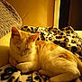 éliot participe au concours pour gagner de l'argent avec cette photo : cat, sleeping, blanket, leopard_print, cozy, indoor, feline, pet, fur, warm_lighting, resting, cute, animal, soft, comfort, relaxed, closeup, yellow_tone, home, couch