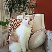 éliot participe au concours pour gagner de l'argent avec cette photo : animal, cat, chair, cozy, cream, cushion, decor, fur, furniture, home, indoor, lamp, pet, pillow, plant, portrait, relaxed, sitting, wall, white