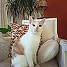 animal, cat, chair, cozy, cream, cushion, decor, fur, furniture, home, indoor, lamp, pet, pillow, plant, portrait, relaxed, sitting, wall, white