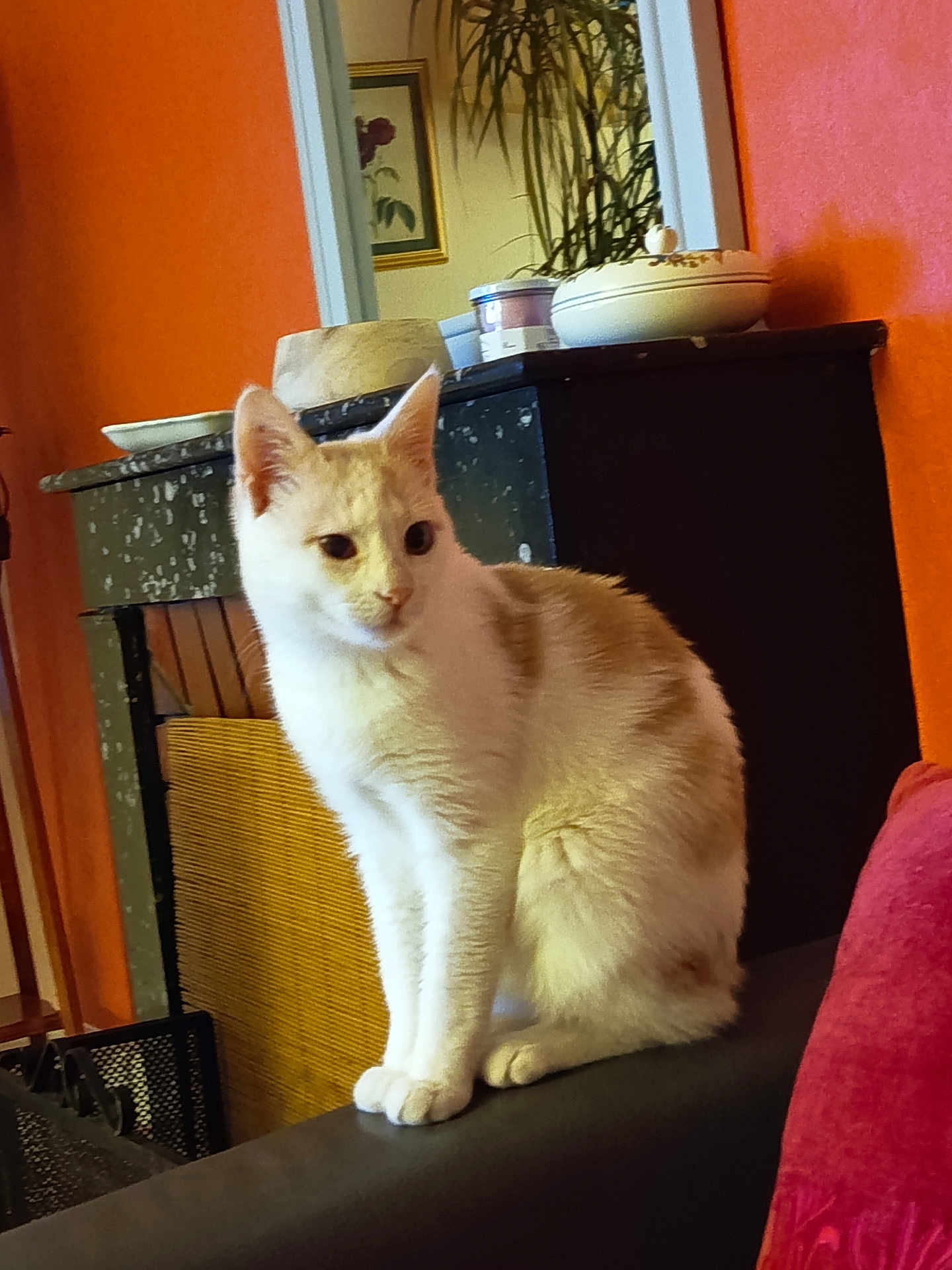 éliot participe au concours pour gagner de l'argent avec cette photo : cat, indoor, orange_wall, couch, furniture, pet, mammal, animal, curious, sitting, domestic_cat, whiskers, ears, tail, fur, houseplant, decor, room, mantle, cozy