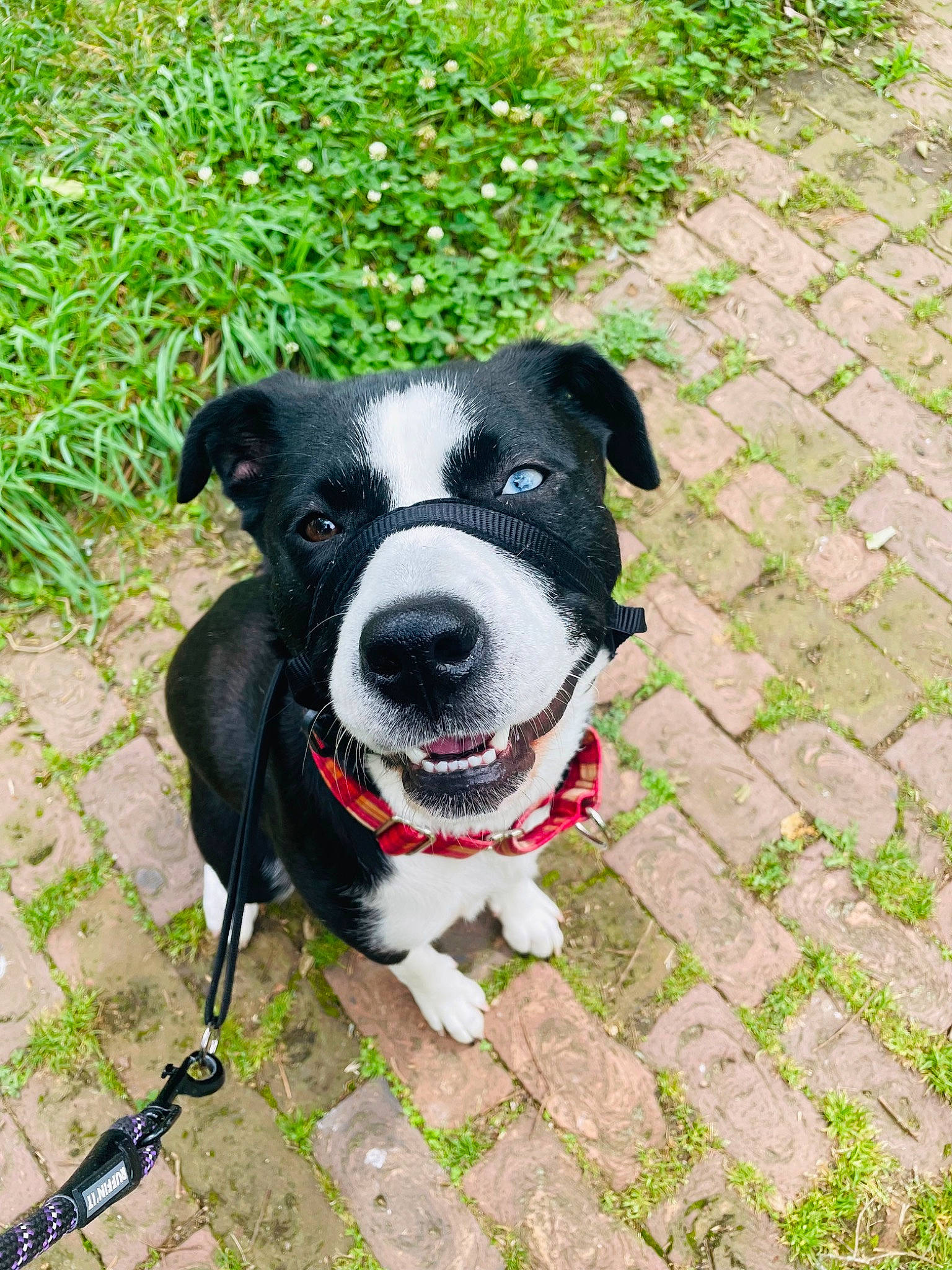 Indi joined the competition — help win amazing prizes! canidae, carnivore, collar, companion_dog, dog, dog_breed, dog_collar, dog_supply, dog_walking, fashion_accessory, grass, leash, non_sporting_group, pet_supply, plant, sidewalk, snout, sporting_group, whiskers, working_animal