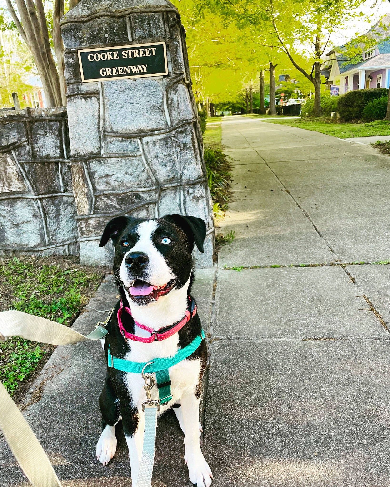 Indi is registered to the contest to win money with this photo: asphalt, automotive_lighting, carnivore, collar, companion_dog, dog, dog_breed, dog_collar, dog_supply, fawn, grass, leash, pet_supply, plant, road_surface, sidewalk, snout, sporting_group, tree, working_animal