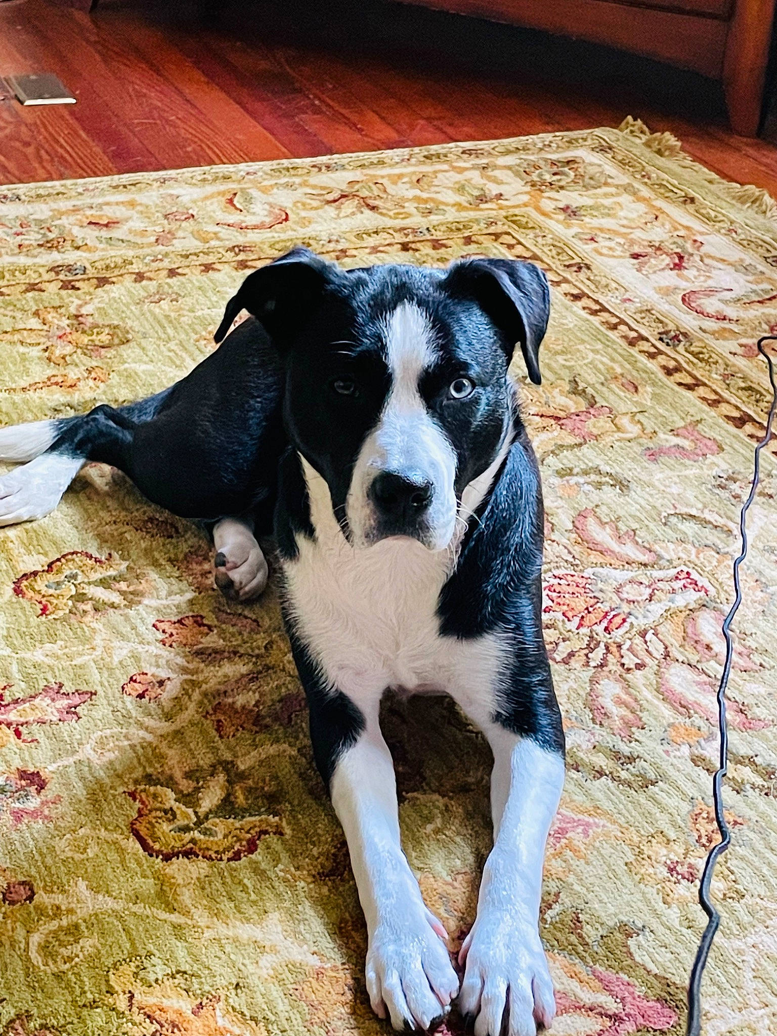 Indi joined the competition — help win amazing prizes! borador, canidae, carnivore, companion_dog, dog, dog_breed, door, fawn, flooring, grass, hardwood, non_sporting_group, paw, sporting_group, terrestrial_animal, whiskers, wood, working_animal, working_dog