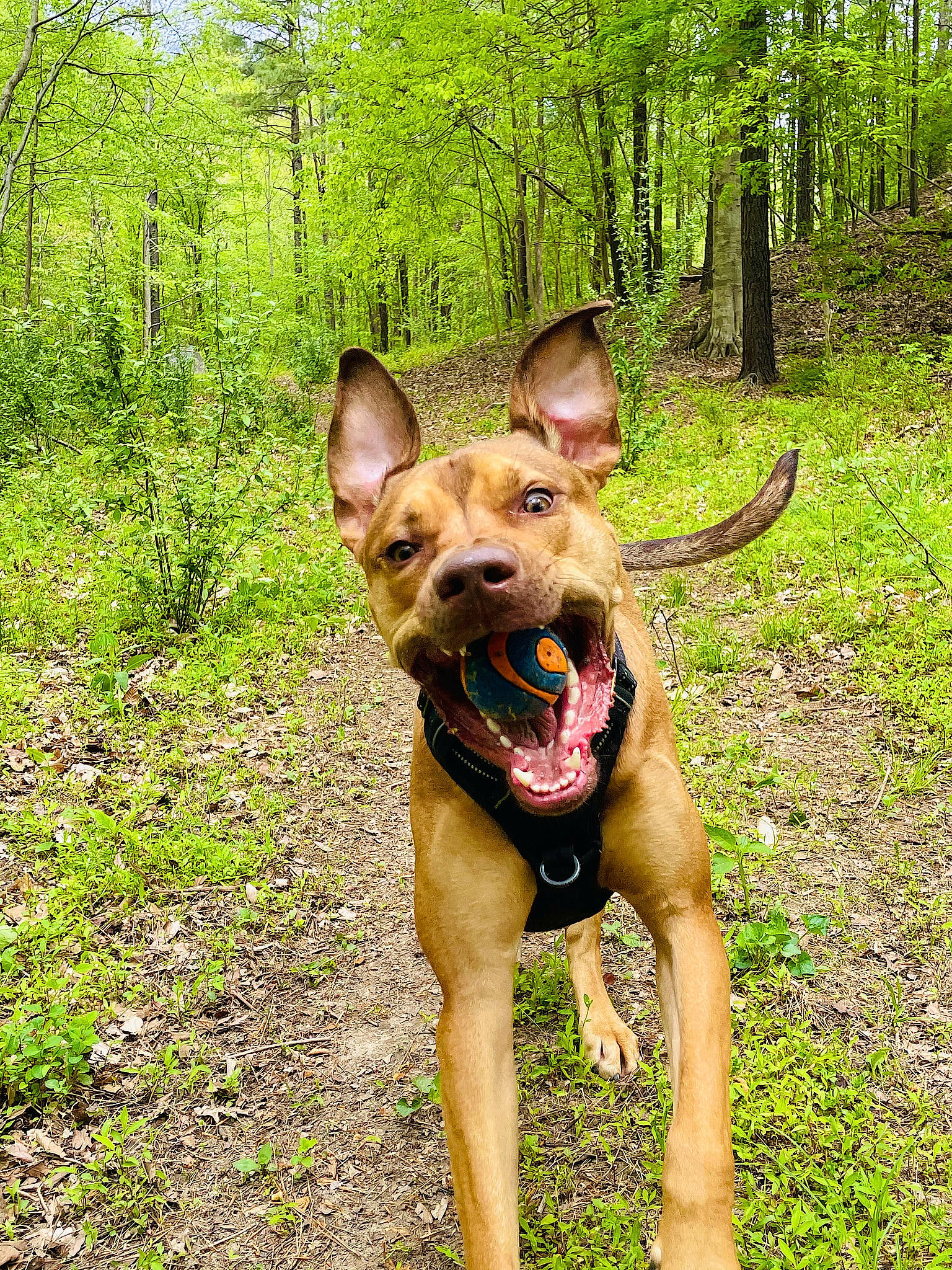 Rupert joined the competition — help win amazing prizes! canidae, carnivore, collar, companion_dog, dog, dog_breed, dog_collar, dog_supply, fawn, forest, grass, liver, plant, snout, sporting_group, tail, terrestrial_animal, terrestrial_plant, tree, working_animal