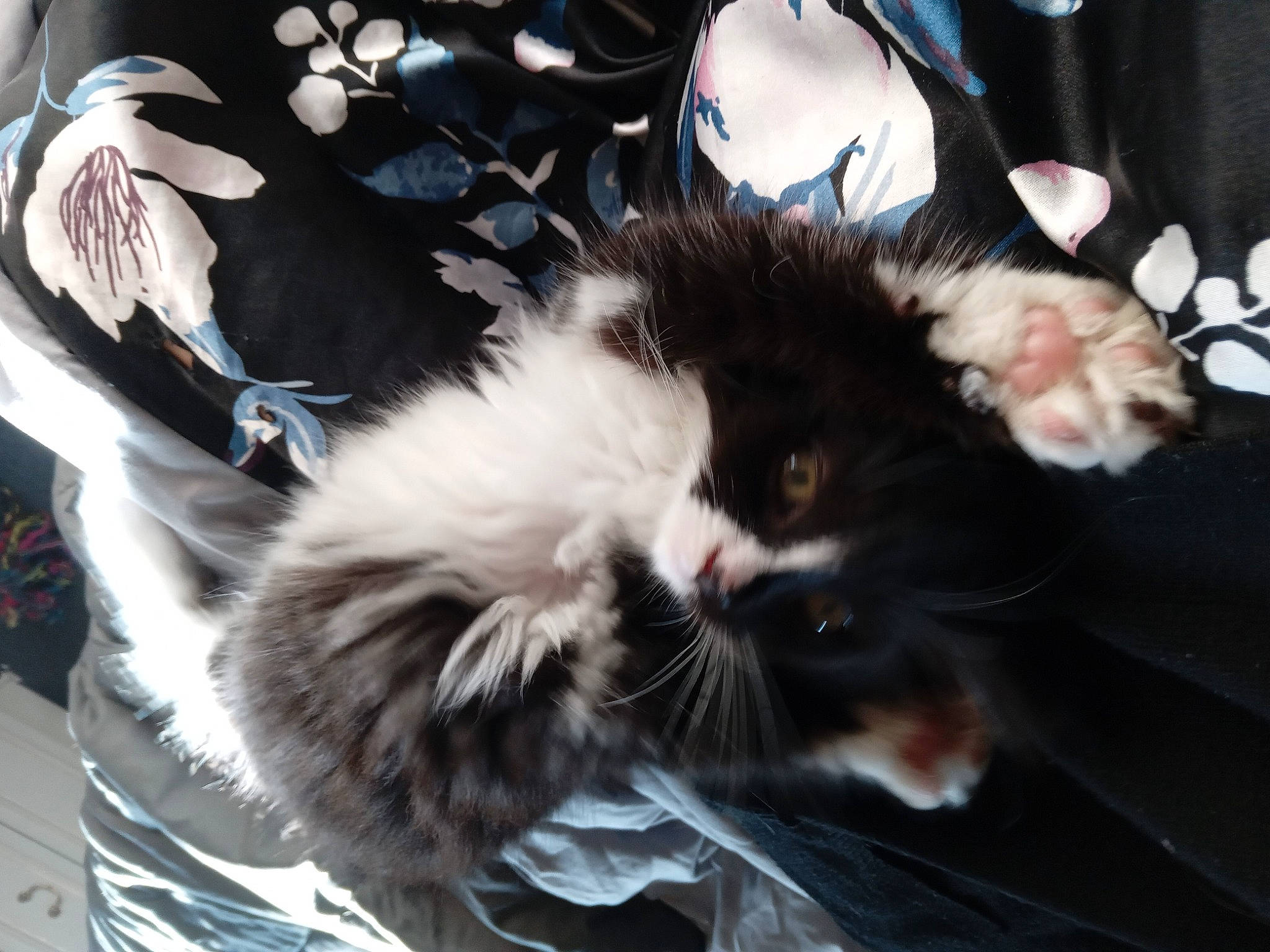 Bella joined the competition — help win amazing prizes! carnivore, cat, claw, comfort, domestic_short_haired_cat, felidae, foot, fur, paw, small_to_medium_sized_cats, snout, tail, whiskers