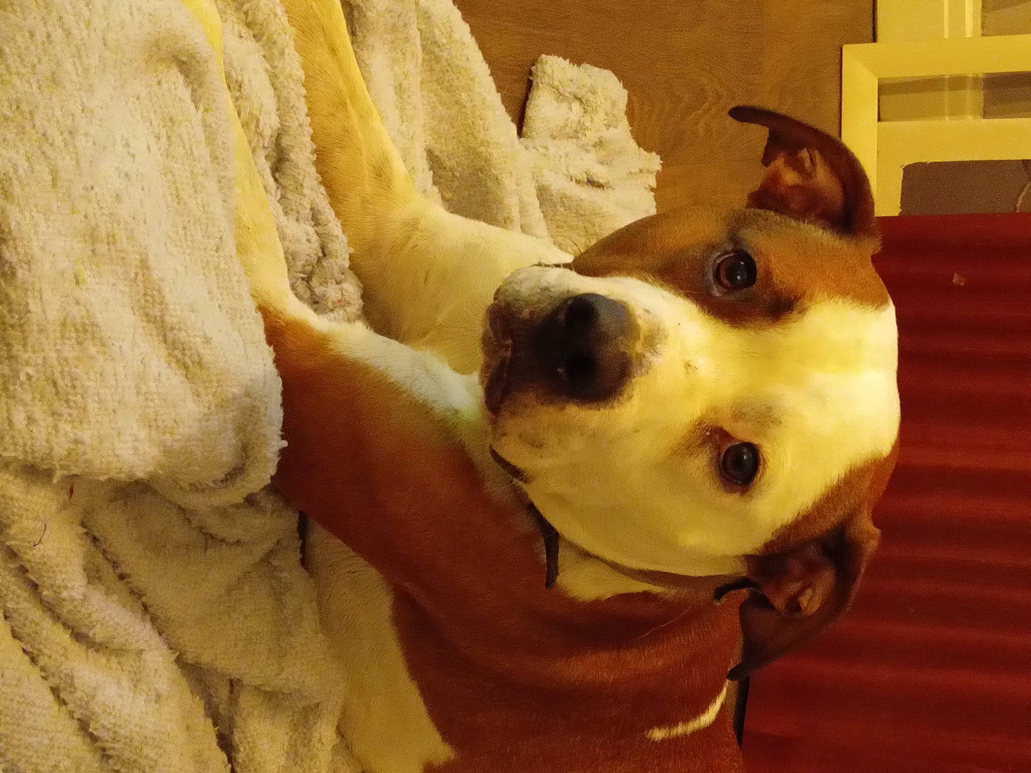 Hugo is registered to the contest to win money with this photo: ancient_dog_breeds, canidae, carnivore, collar, companion_dog, dog, dog_breed, dog_collar, dog_supply, fawn, fur, non_sporting_group, pet_supply, snout, sporting_group, whiskers, wood, working_animal