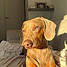 dog, puppy, brown_dog, floppy_ears, long_snout, sitting, bed, bedroom, blanket, striped_blanket, sunlight, golden_hour, indoor, home, furniture, portrait, pet, animal, looking_at_camera, warm_lighting
