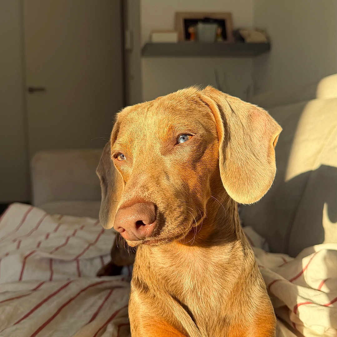 Light