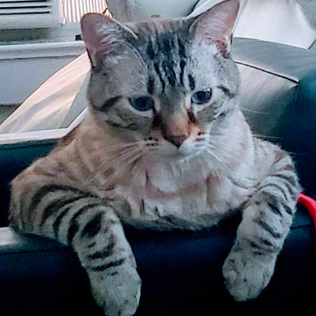 Moon is registered to the contest to win money with this photo: abyssinian, angora, animal, cat, chair, citrusfruit, couch, cushion, egyptiancat, face, furniture, head, homedecor, indoors, kitten, manx, person, pet, siamese, sleeping