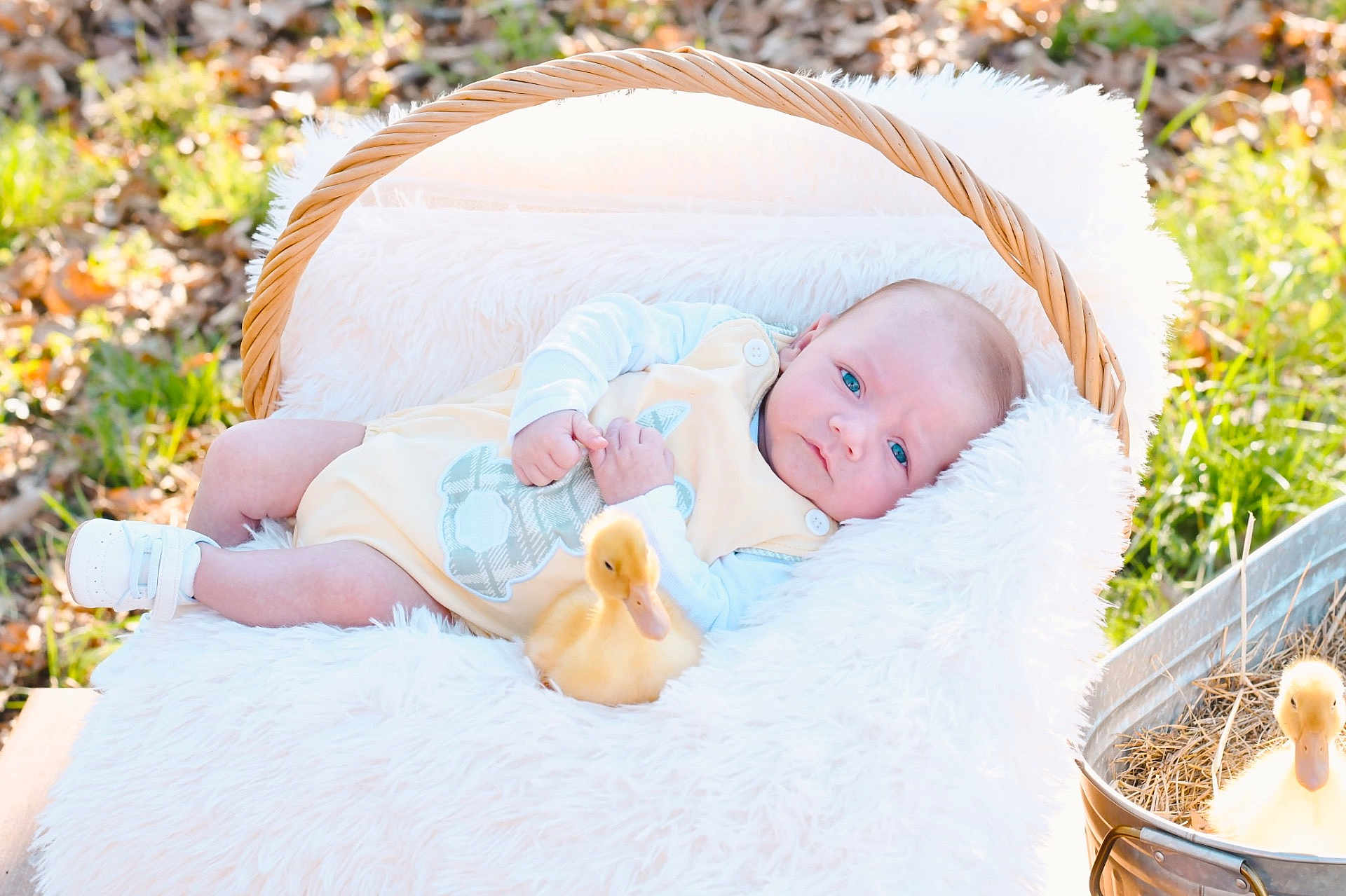 Jr is registered to the contest to win money with this photo: baby, infant, newborn, duckling, basket, blanket, plush, outdoors, grass, spring, blue_eyes, cute, portrait, cozy, white_fur, shoe, gaze, bucket, sunlight, nature